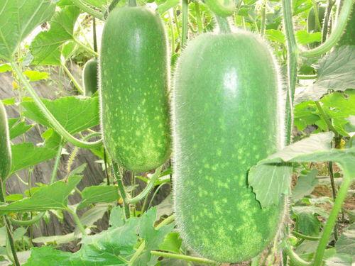 吃瓜1124,一场网络热议背后的真相