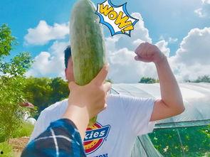 国外朋友吃瓜,揭秘国际视角下的热点事件