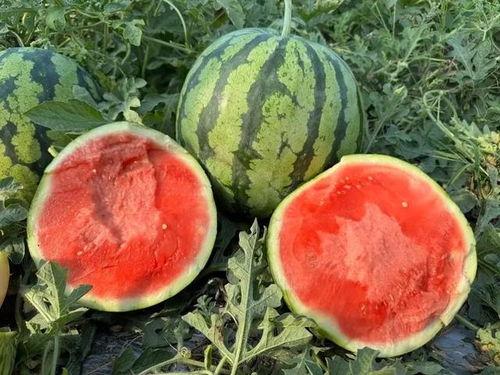 云南女骑吃瓜,揭秘网络热议背后的真相