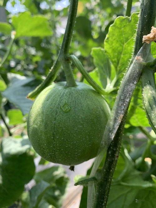 禾服写真吃瓜,揭秘网红美食背后的吃瓜故事