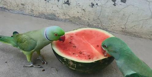 吃完东西可以吃瓜,轻松一“瓜”畅享悠闲时光