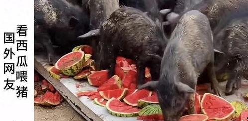 韩博主吃瓜,揭秘娱乐圈幕后真相