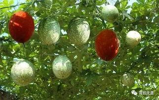 瓜娄怎么吃最好,解锁最佳食用方法