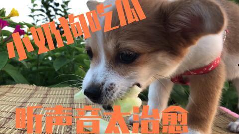 让狗吃瓜,让狗狗品尝夏日清凉瓜果
