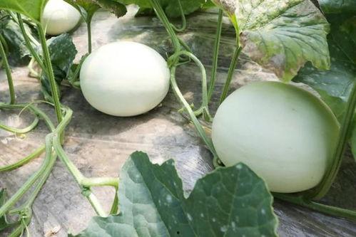 吃蘑菇和瓜,探寻大自然的馈赠与美味