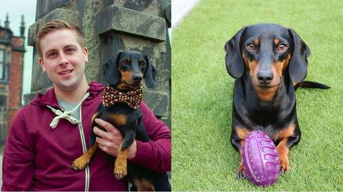 吃瓜群众图片狗,吃瓜群众视角下的狗狗萌态大盘点