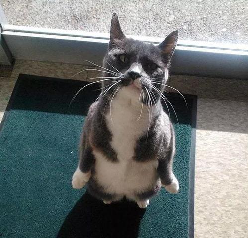 吃瓜企鹅圈,揭秘娱乐圈背后的那些事儿