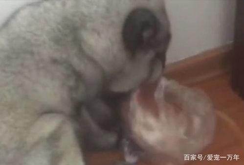 极狐吃瓜,揭秘娱乐圈背后的秘密与八卦