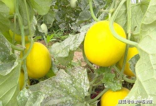 雨中吃瓜好去处,避雨赏瓜的绝佳去处