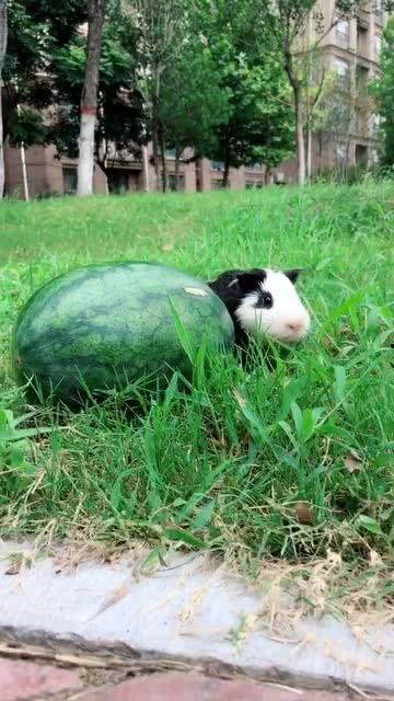 拉瓜怎么吃啊,拉瓜的多样食用方法探索