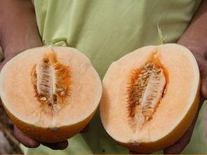 白甜蜜瓜如何吃,解锁夏日清新美味