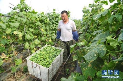 袖珍女孩大棚里吃瓜,甜蜜瓜果中的快乐时光