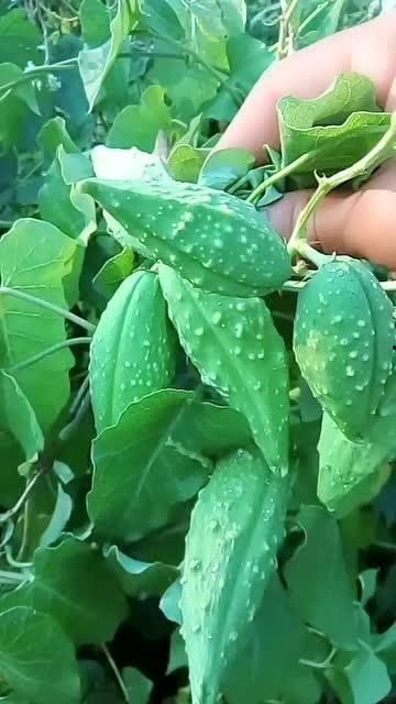 吃的瓢瓜,探寻民间特色佳肴的秘密