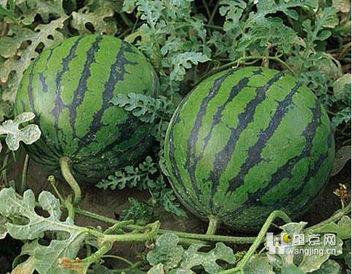 吃瓜胖的快吗,揭秘吃瓜胖的真相