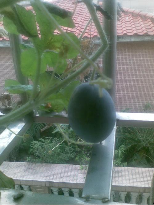 潍坊吃瓜事件阳台,邻里纠纷背后的社会思考