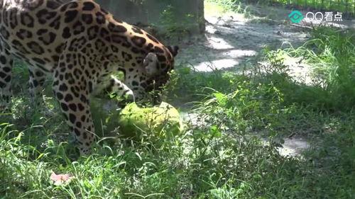 大猫吃瓜图片,诠释慵懒生活美学