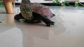 乌龟吃瓜asmr,治愈系ASMR体验