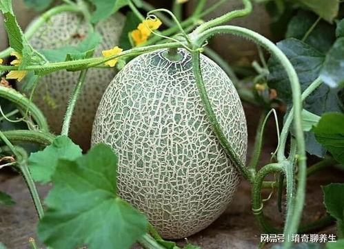 血糖高可以吃哈密瓜,哈密瓜的养生之道