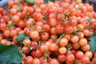 吃瓜直播小樱桃,吃瓜直播界的甜心女王