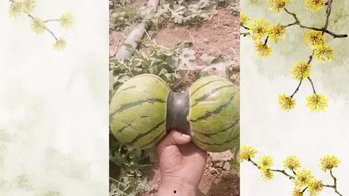 双岛吃瓜,揭秘神秘岛屿上的吃瓜传奇