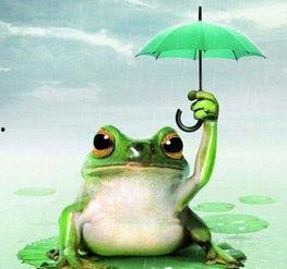 偶遇吃瓜青蛙,一场奇妙的自然邂逅