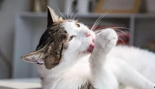 猫咪自由吃瓜视频,猫咪自由吃瓜视频大盘点