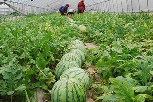 皇山社区吃瓜,一场吃瓜盛宴，揭秘邻里间的欢乐时光