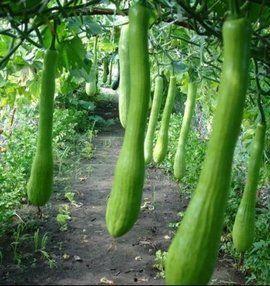 云苗村吃瓜,瓜果飘香，共享丰收喜悦