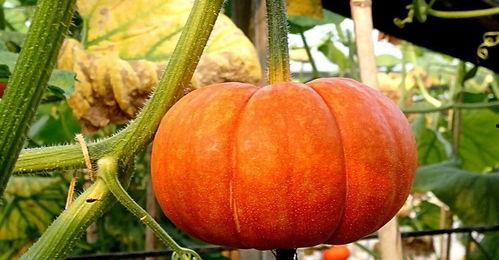 秋季吃哪四瓜,四瓜相伴，健康一整季