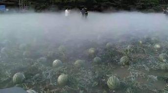 栾川汤泉吃瓜事件,一场网络热议背后的真相探寻