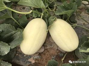 大魏吃瓜,揭秘宫廷秘闻，探寻历史真相